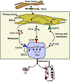 Bidirectional signaling between BCCs and MSCs.