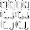 HIFs mediate coculture- and hypoxia-induced CXCL10, CXCR3, CCL5, and CCR5 e