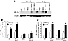 Coculture of BCCs+MSCs enhances HIF-1α expression and HIF transcriptional a