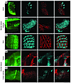 Multicolor LSFM of diverse murine and human tissues.