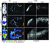 From whole-body bioluminescence to single-cell LSFM imaging.