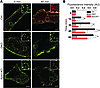 Nephrin endocytosis is reduced in pod-Dnm-DKO and Synj1 KO podocytes.