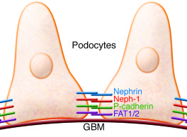 Podocytes and the slit diaphragm.
Schematic of neighboring podocytes att...