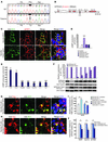 Identification of an amino acid substitution of GPRC6A associated with decr