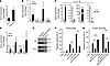 KLF4 regulates endothelial gene expression.