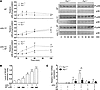 Effect of PAR-1 activation on poly I:C activation of p38 and induction of I