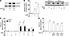 Effect of PAR-1 activation on poly I:C activation of STAT1 and CXCL10 expre