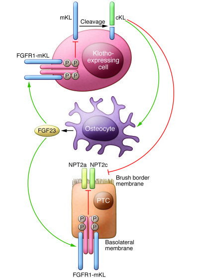 Working model of endocrine feedback loops involving FGF23 and Klotho.
mK...