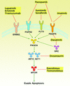 Signaling connected with the PI3K/Akt/mTOR pathway and altered in SI-NETs.