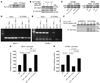 KLF15 inhibits NF-κB activation through KLF15-p300 interaction.