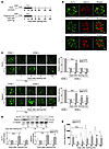 Restoration of podocyte KLF4 expression in diseased glomeruli attenuates pr