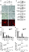 KLF4 expression causes morphological changes and induces epithelial cell ma