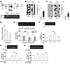 KLF4 expression causes demethylation of the nephrin promoter and methylatio