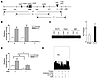 KLF4 expression increases nephrin promoter activity in podocytes.