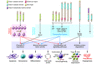 The molecular targets of HDACs, downstream cellular pathways, and anticance