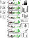 Knockdown of EMT transcription factors or vimentin inhibits mesothelial cle