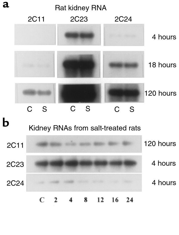 Nucleic acid hybridization analysis of male rat kidney RNAs. Samples of ...