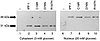 Localization of IPF-1 mutants. Western blot analysis of cytoplasmic samples