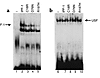 EMSA analysis of binding activity to insulin promoter. (a) EMSA analysis of