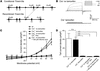 Disruption of TMEM16A under the control of the smooth muscle myosin heavy c