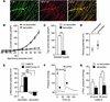 TMEM16A modulates peripheral resistance.