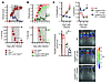 Type I IFN signaling in cDCs mediates disease susceptibility and impairs pa