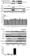 Generation and characterization of cardiomyocyte-specific inducible Atg7-ov