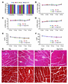 Cardiac function and histology of Atg7×tTA mouse hearts.