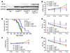 Cardiac hemodynamics in CryABR120G×Atg7×tTA mice.