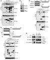 FOXM1 interacts with SMAD3 directly.