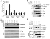 FOXM1 attenuates the inhibitory effects of TIF1γ on TGF-β signaling.