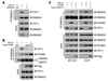 SMAD3 is critical for the TIF1γ interaction with SMAD4, and FOXM1 competes