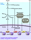 Dysregulated metabolism is a key factor in DKD initiation.