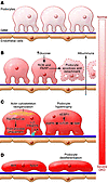 The central role of podocytes in DKD.