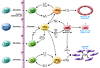 A model for the contribution of macrophages to PKD progression.