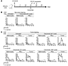 Cetuximab mAb induces CD137 expression in vivo.