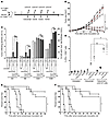 Anti-CD137 mAb enhances adaptive immunity following cetuximab.