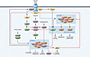 The mTOR signaling network.