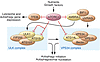 Regulation of autophagy by mTORC1.