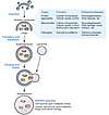 The autophagy pathway and its role in biology and diseases.