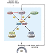 The autophagy pathway senses various nutrient signals via the