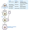 LC3 lipidation in non-autophagic processes.