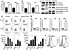 MDSCs undergo rapid apoptosis mediated by upregulation of DR5 expression.