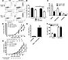 DR5 targeting results in selective MDSC elimination.