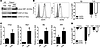 ER stress response modulates TRAIL-R expression in human MDSCs.