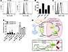 Mechanism of different regulation of DR5 in human and mouse PMNs.