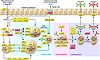 Intestinal network of IgA production.