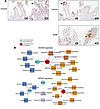 Functional annotation enrichment analysis of the APOA1 and DUO