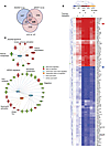 The ileal APOA1 gene coexpression signature is specific to all