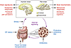 Experimental paradigms and readouts of the gut microbiota/brain axis in hum